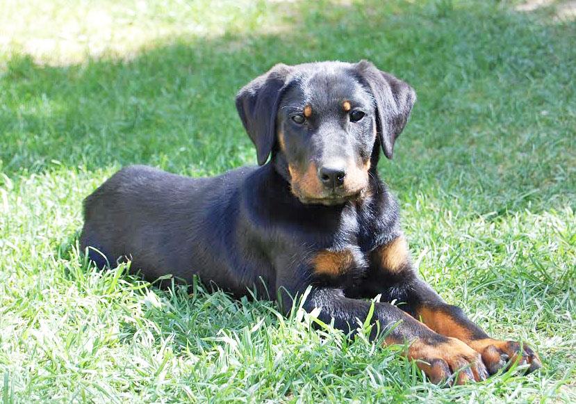 domainedelalicorne.fr Elevage de beauceron chiot beauceron pure race élevage du clos de la licorne elevage des gardiens de la licorne elevage beauceron noir et feu authentique gros gabarits élevage de Beauceron familial sérieux et qualité domainedelalicorne.fr suivi des chiots conseil d’éducation chiot propre bas rouge santé caractère spécialiste du beauceron noir et feu ou arlequin chien rustique berger de France  nos chiots sont élevés avec amour et attention notre passion au service de la qualité Beauceron de qualité et sportif domaine de la licorne 04380 BARRAS élevage en liberté éleveur berger de beauce élevage de beauceron de travail 